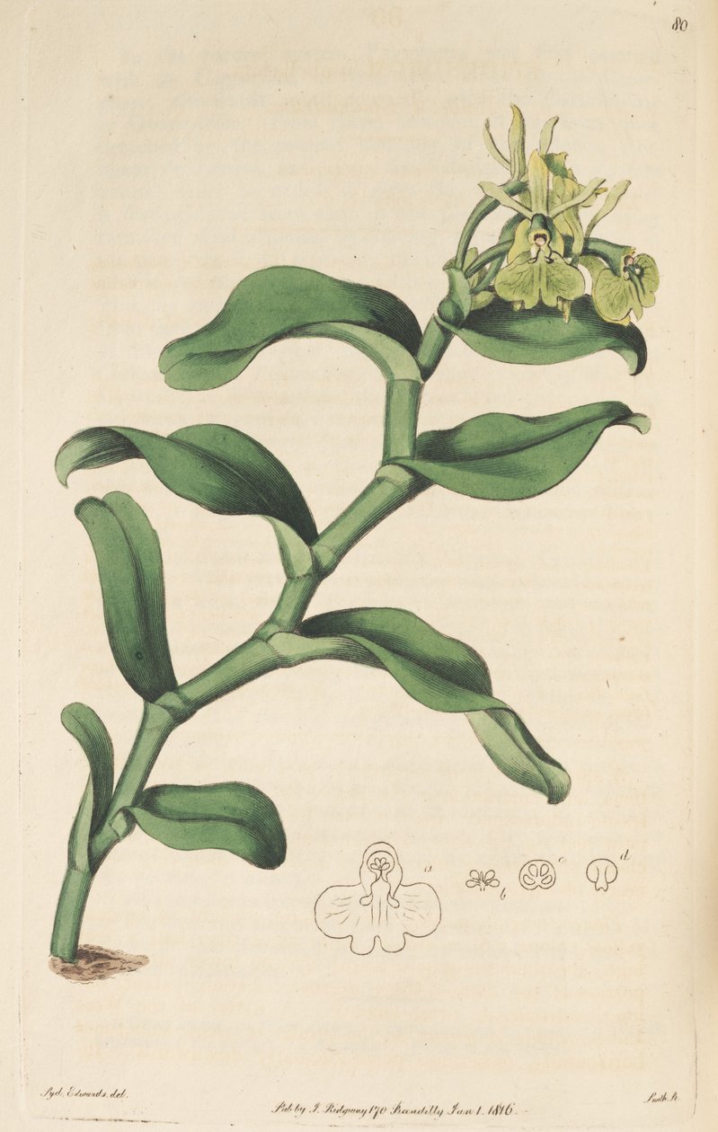Illustrasjon av Epidendrum umbelliferum (som syn. Epidendrum umbellatum) av Sydenham Teast Edwards