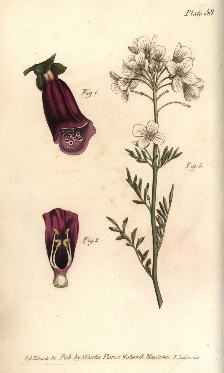 Revebjelle, Digitalis purpurea, Didynamia av Sydenham Teast Edwards