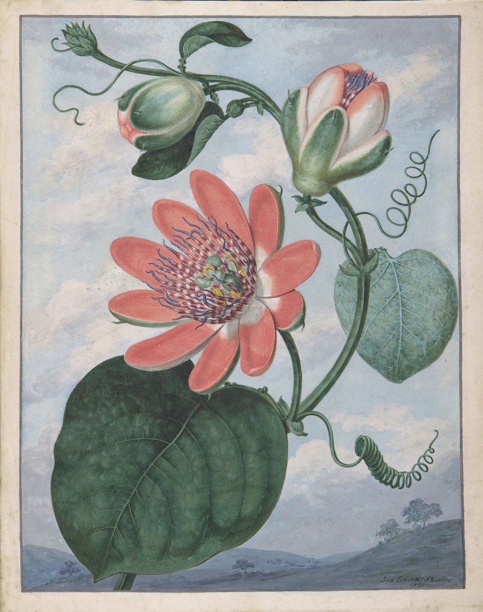 Pasjonsblomst, 1799. av Sydenham Teast Edwards