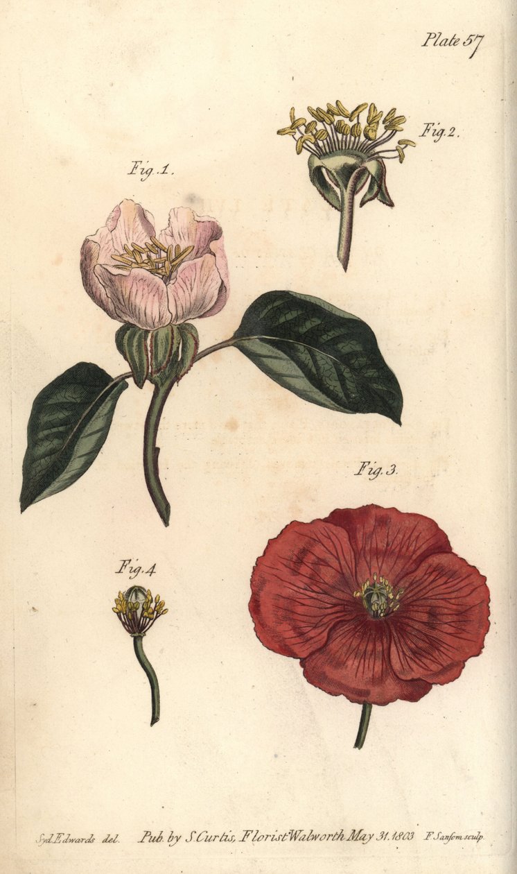 Kvedeblomst, Cydonia oblonga, Icosandria av Sydenham Teast Edwards