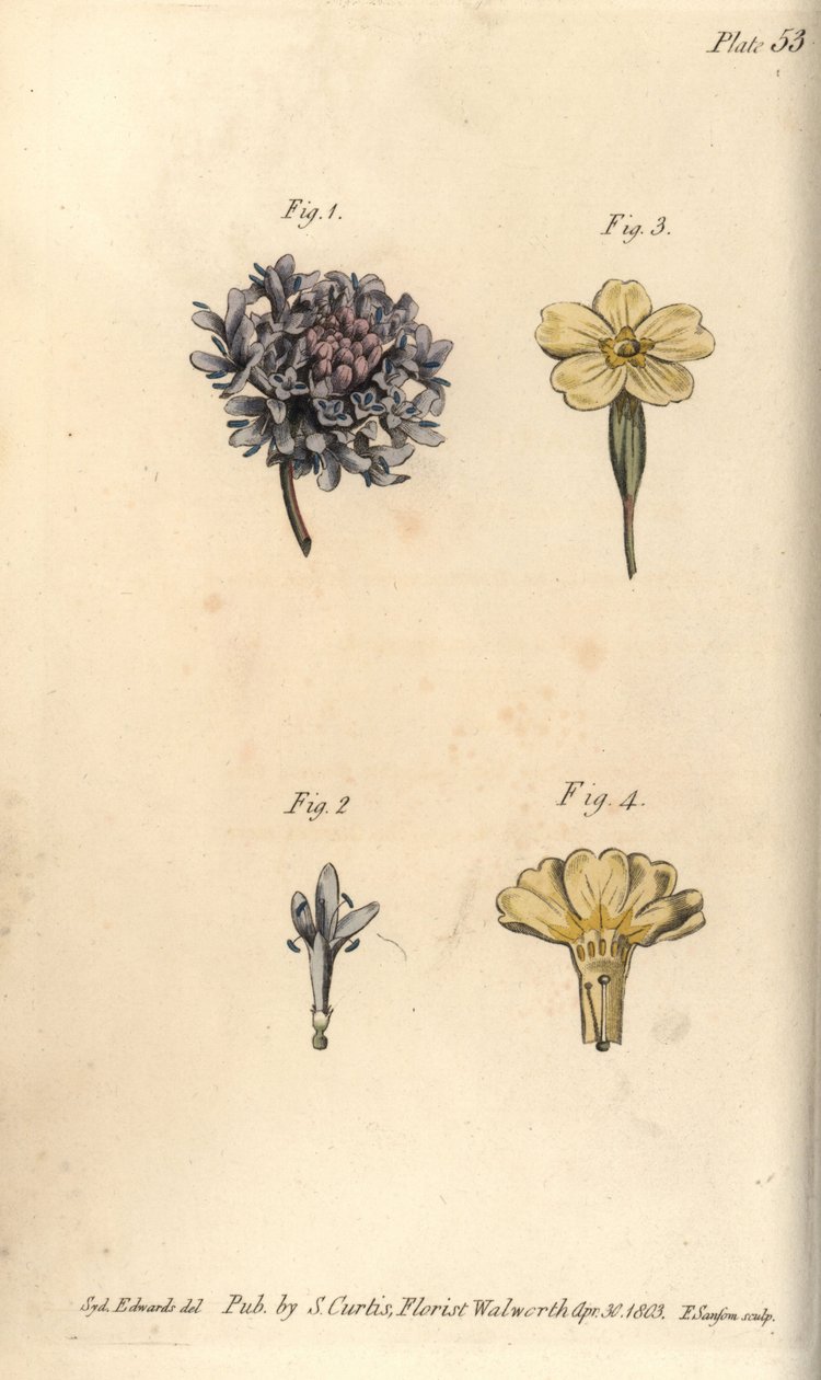 Skabbblomst, Scabiosa atropurpurea, Tetrandria av Sydenham Teast Edwards