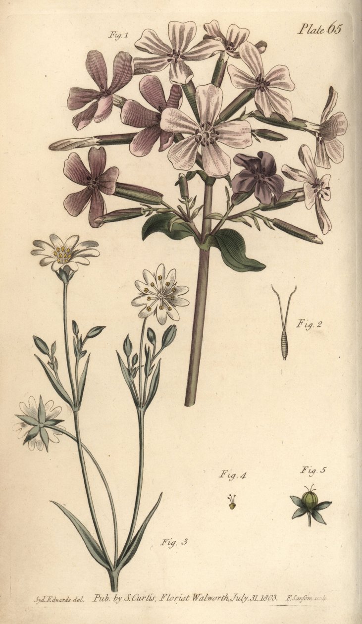 Såpeurt, Saponaria officinalis, Digynia av Sydenham Teast Edwards