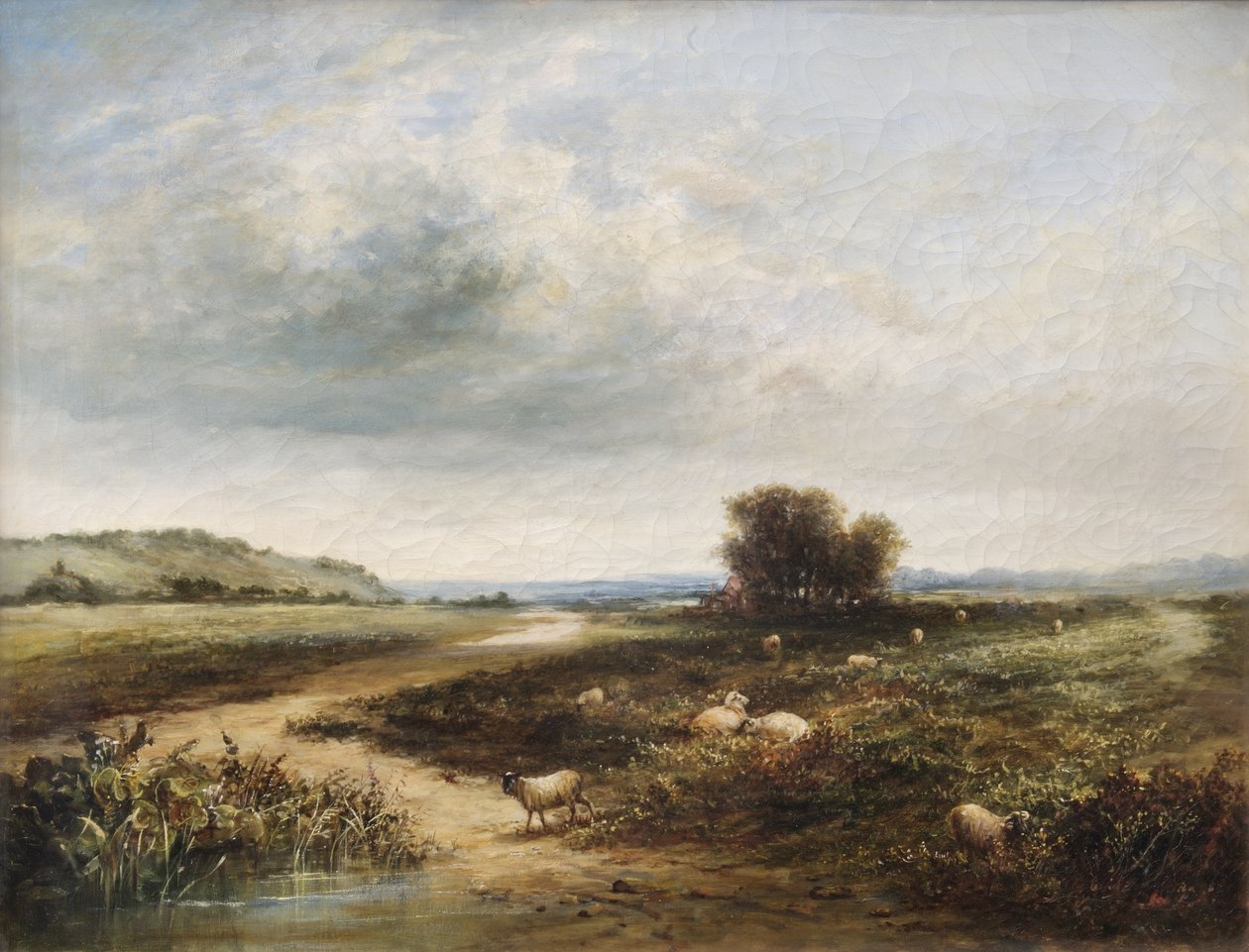 Sau på en Allmenning av T. K. Atkinson