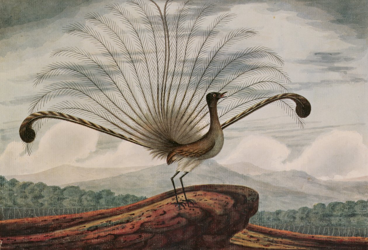 Lyrebird: mamura superba, 1813 av T.R. Browne