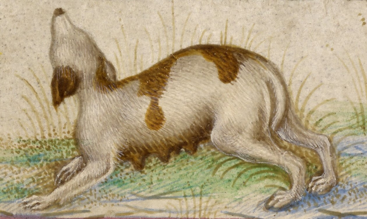 av Taddeo Crivelli