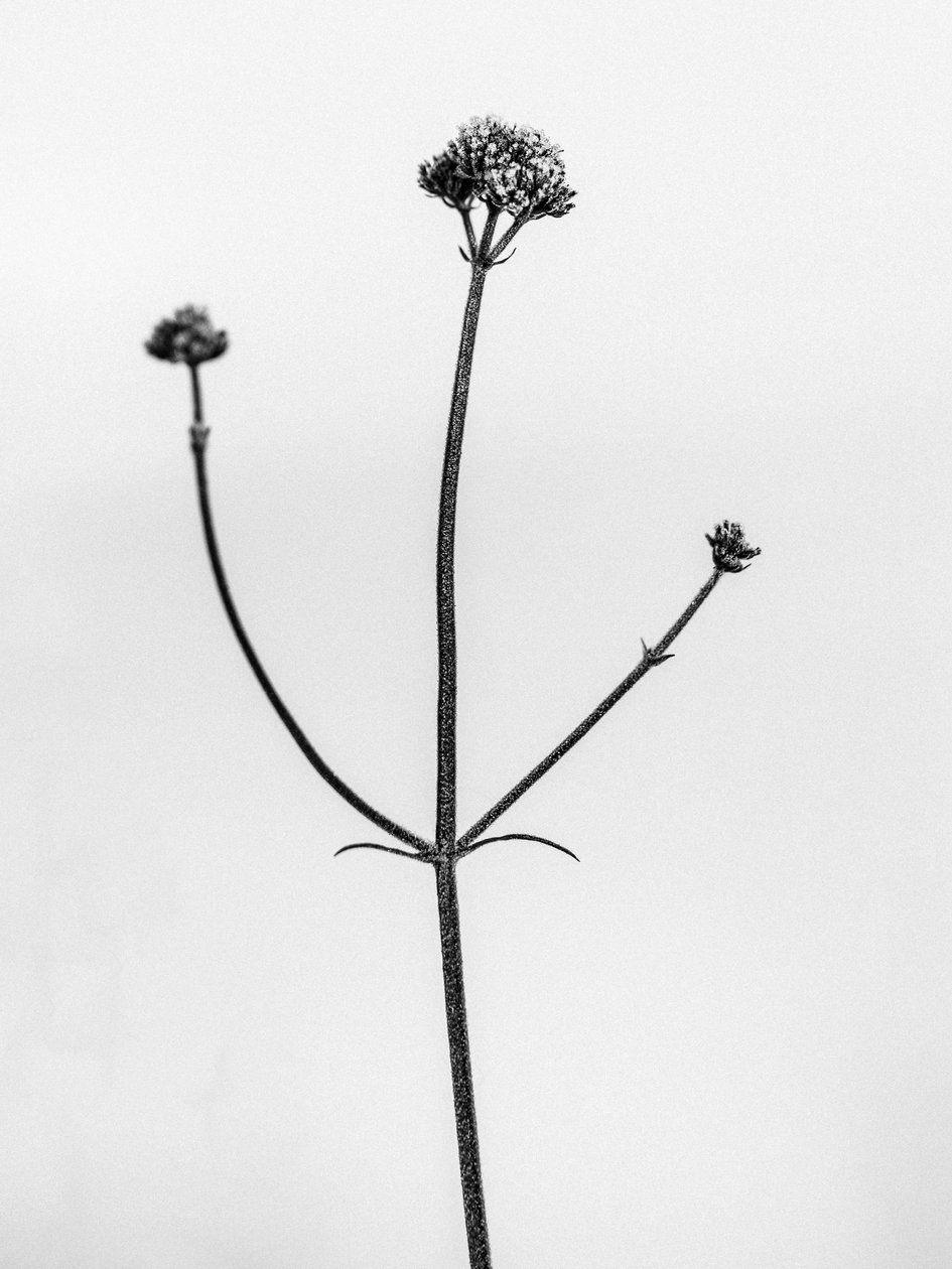 Amid the Flowers 11, 2021 (s/hvitt-bilde) av Teis Albers