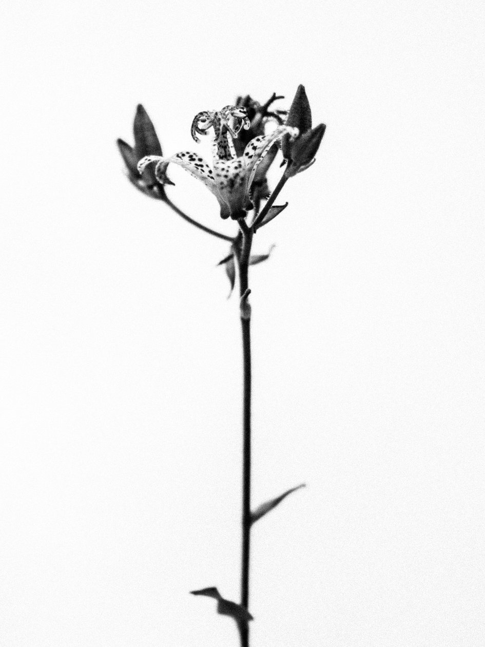 Amid the Flowers 19, 2021 (s/hvitt-bilde) av Teis Albers