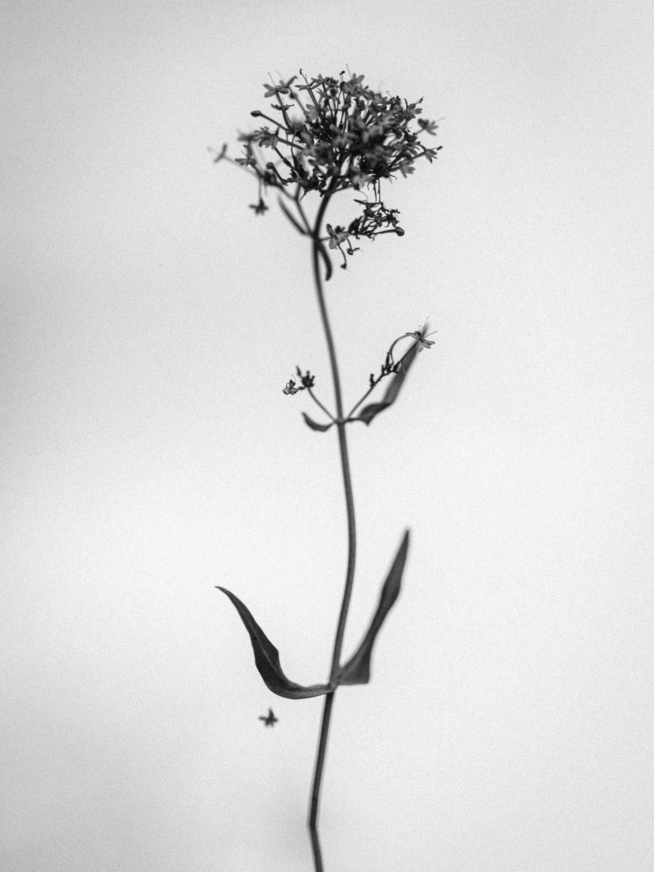Amid the Flowers 21, 2021 (s/hvitt-bilde) av Teis Albers