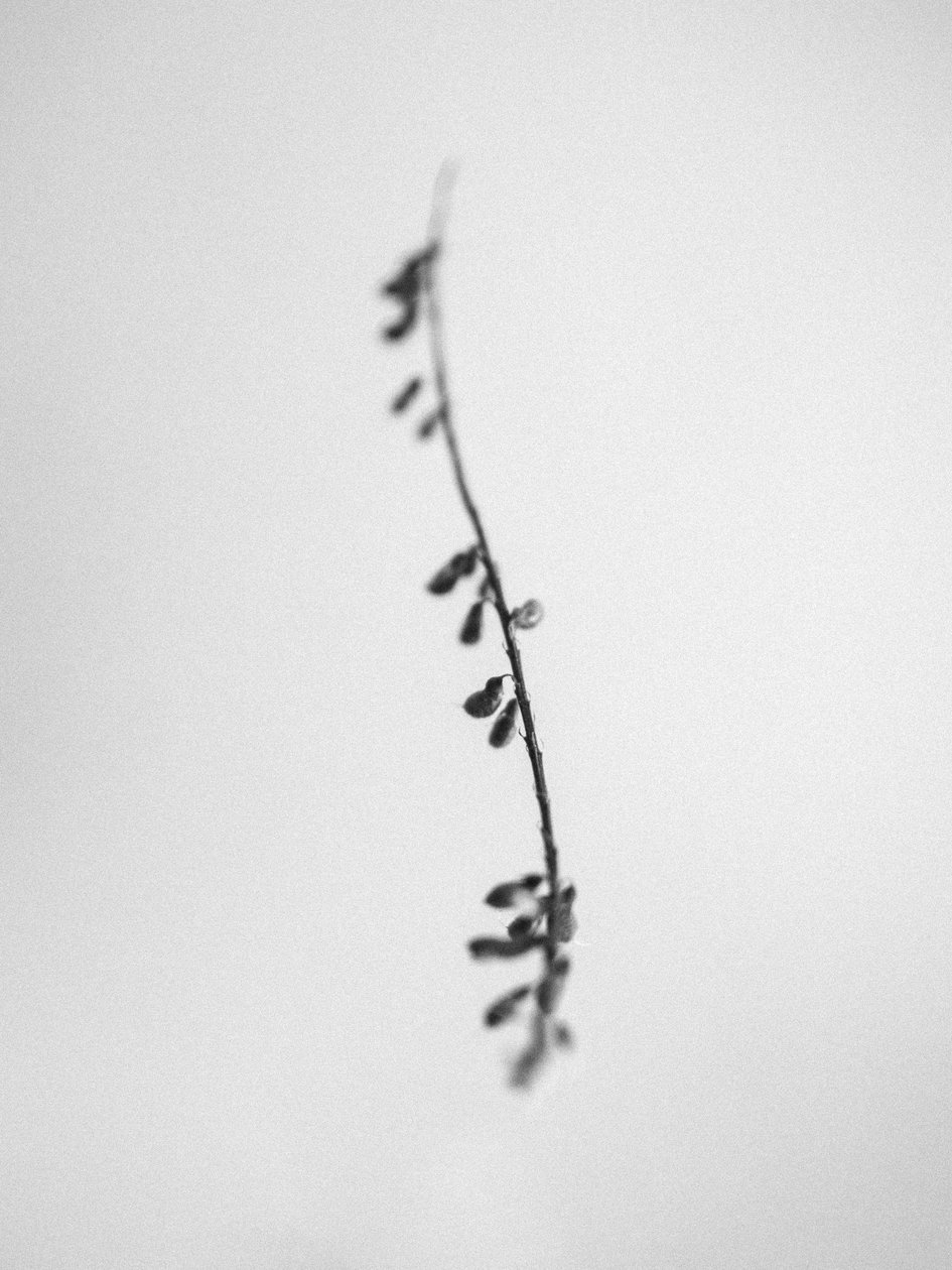 Amid the Flowers 22, 2021 (s/hvitt-bilde) av Teis Albers