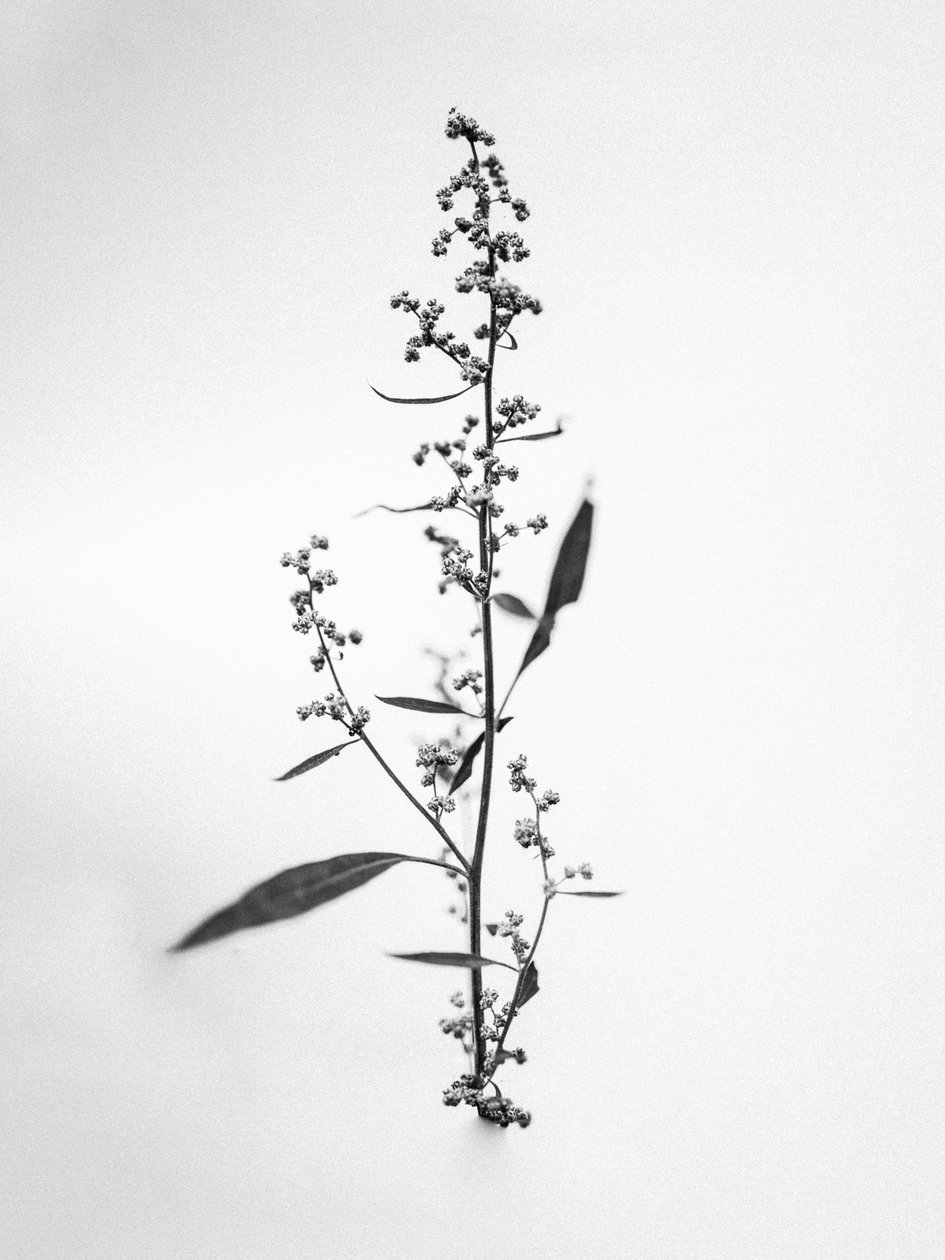 Amid the Flowers 24, 2021 (s/hvitt-bilde) av Teis Albers