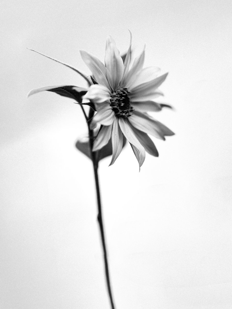 Amid the Flowers 25, 2021 (s/hvitt-bilde) av Teis Albers