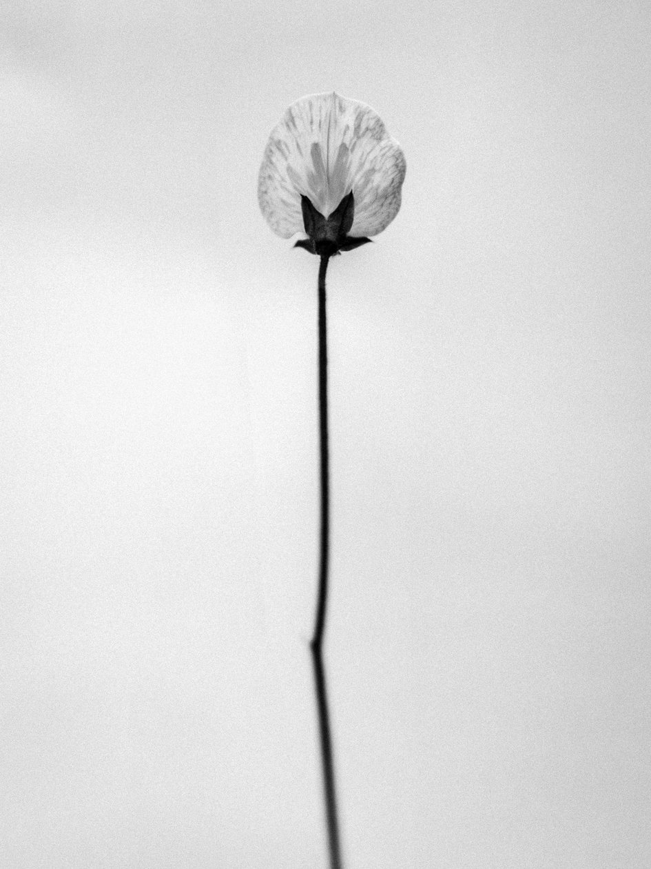 Amid the Flowers 26, 2021 (s/hvitt-bilde) av Teis Albers