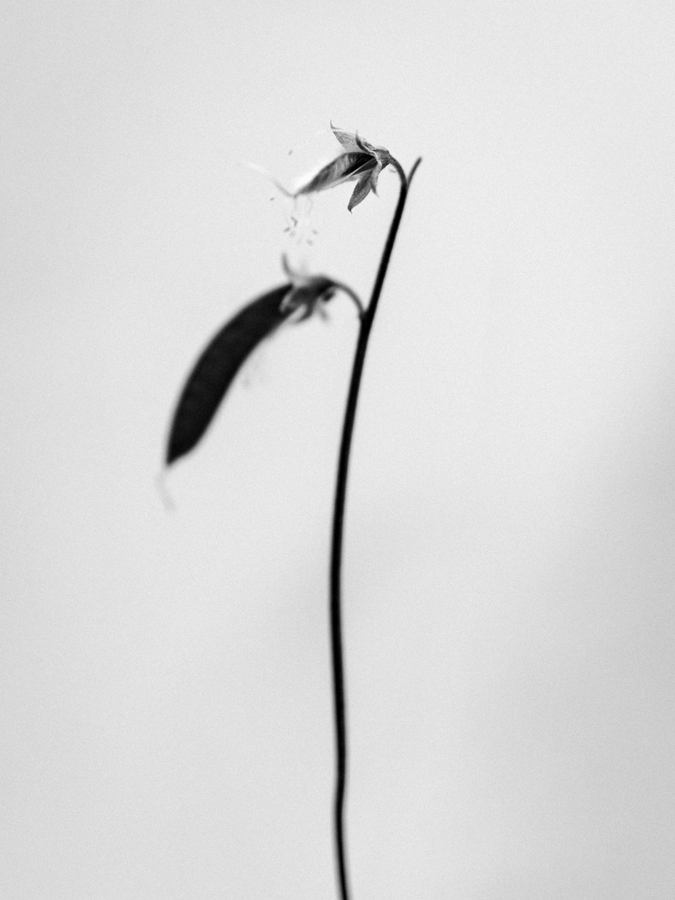 Amid the Flowers 27, 2021 (s/hvitt-bilde) av Teis Albers
