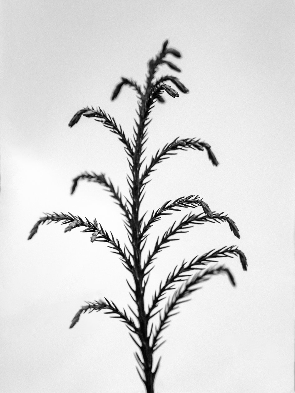 Amid the Flowers 31, 2021 (s/hvitt-bilde) av Teis Albers
