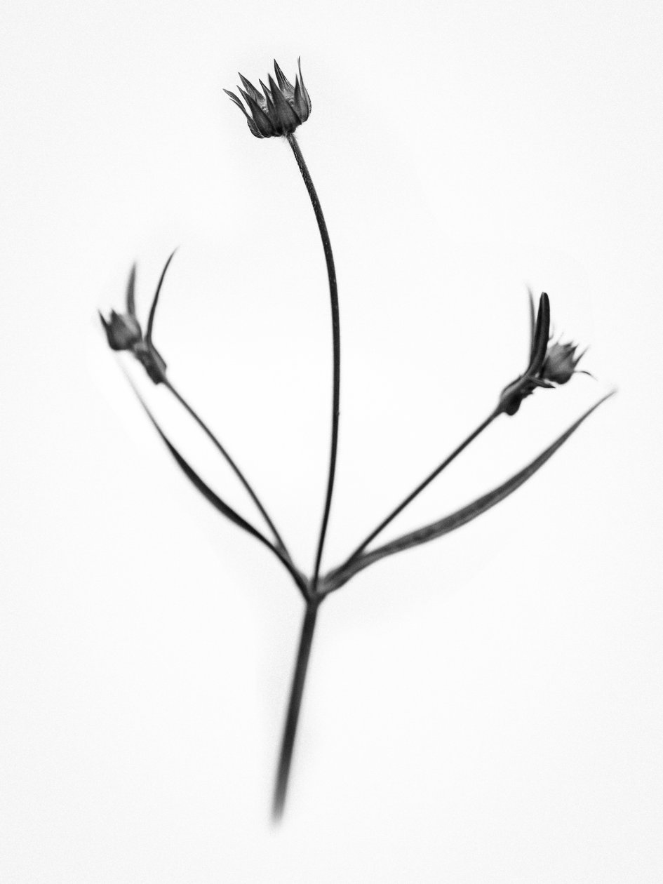 Amid the Flowers 34, 2021 (s/hvitt-bilde) av Teis Albers