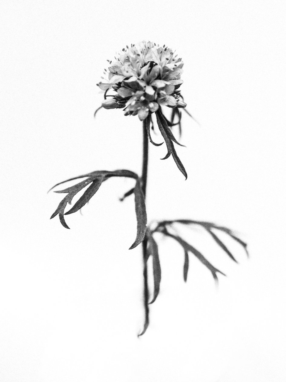 Amid the Flowers 36, 2021 (s/hvitt-bilde) av Teis Albers