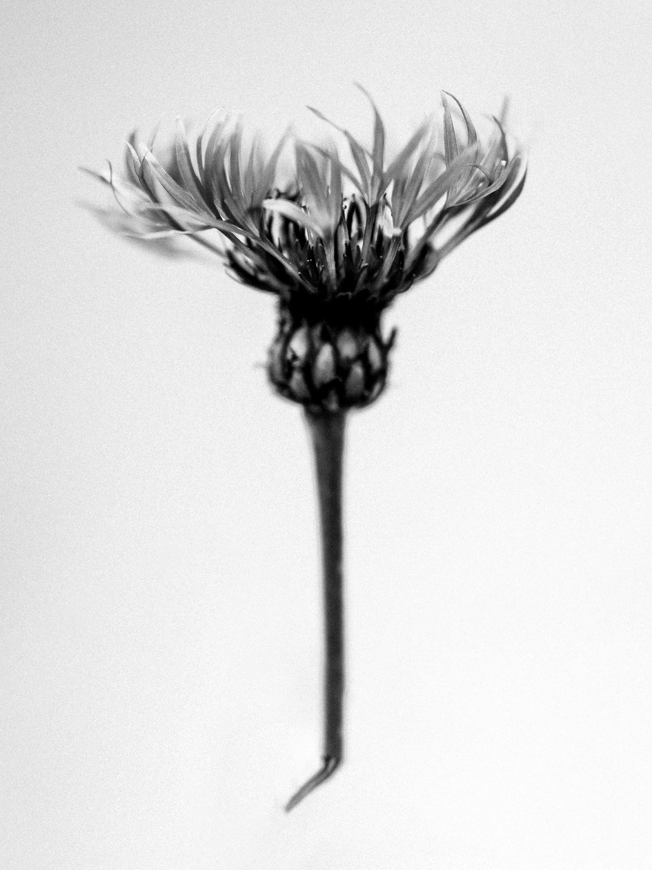Amid the Flowers 37, 2021 (s/hvitt-bilde) av Teis Albers
