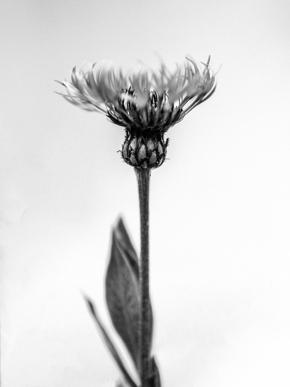 Amid the Flowers 38, 2021 (s/hvitt-bilde) av Teis Albers
