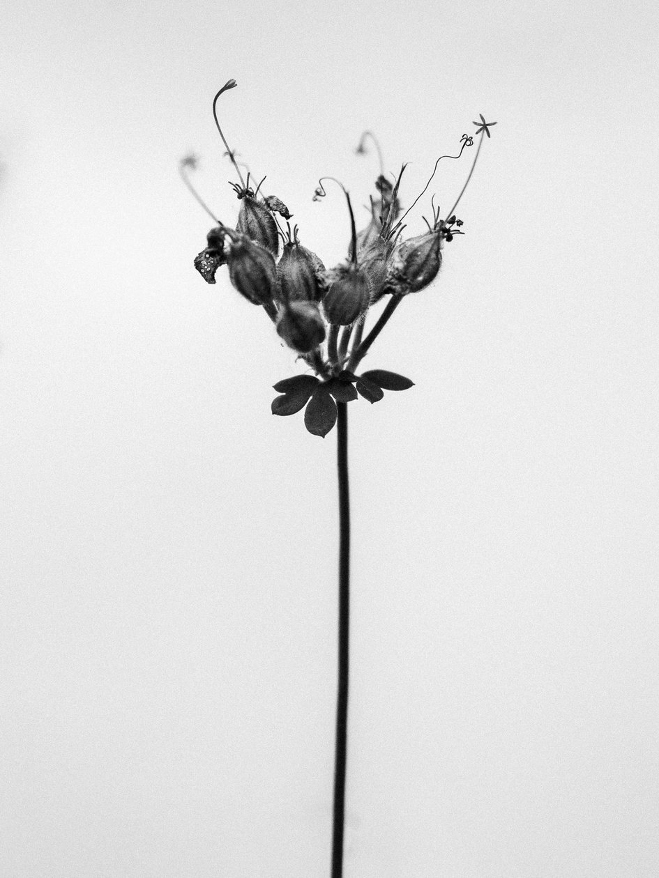 Amid the Flowers 42, 2021 (s/hvitt-bilde) av Teis Albers