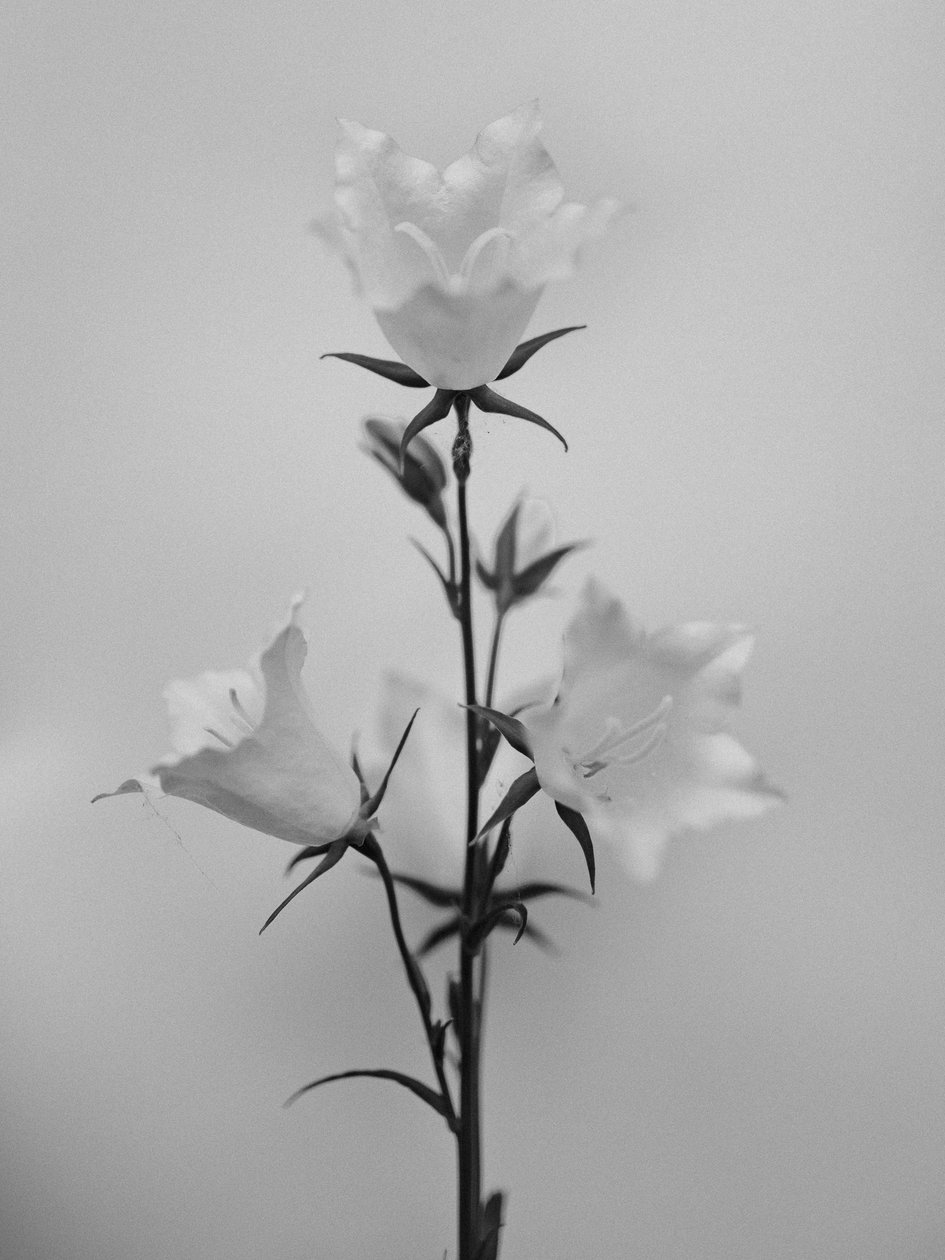 Amid the Flowers 43, 2021 (s/hvitt-bilde) av Teis Albers