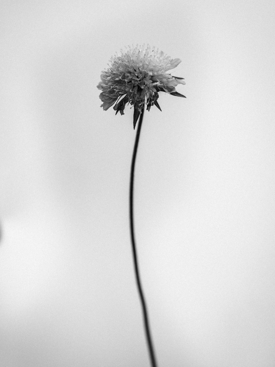 Amid the Flowers 44, 2021 (s/hvitt-bilde) av Teis Albers