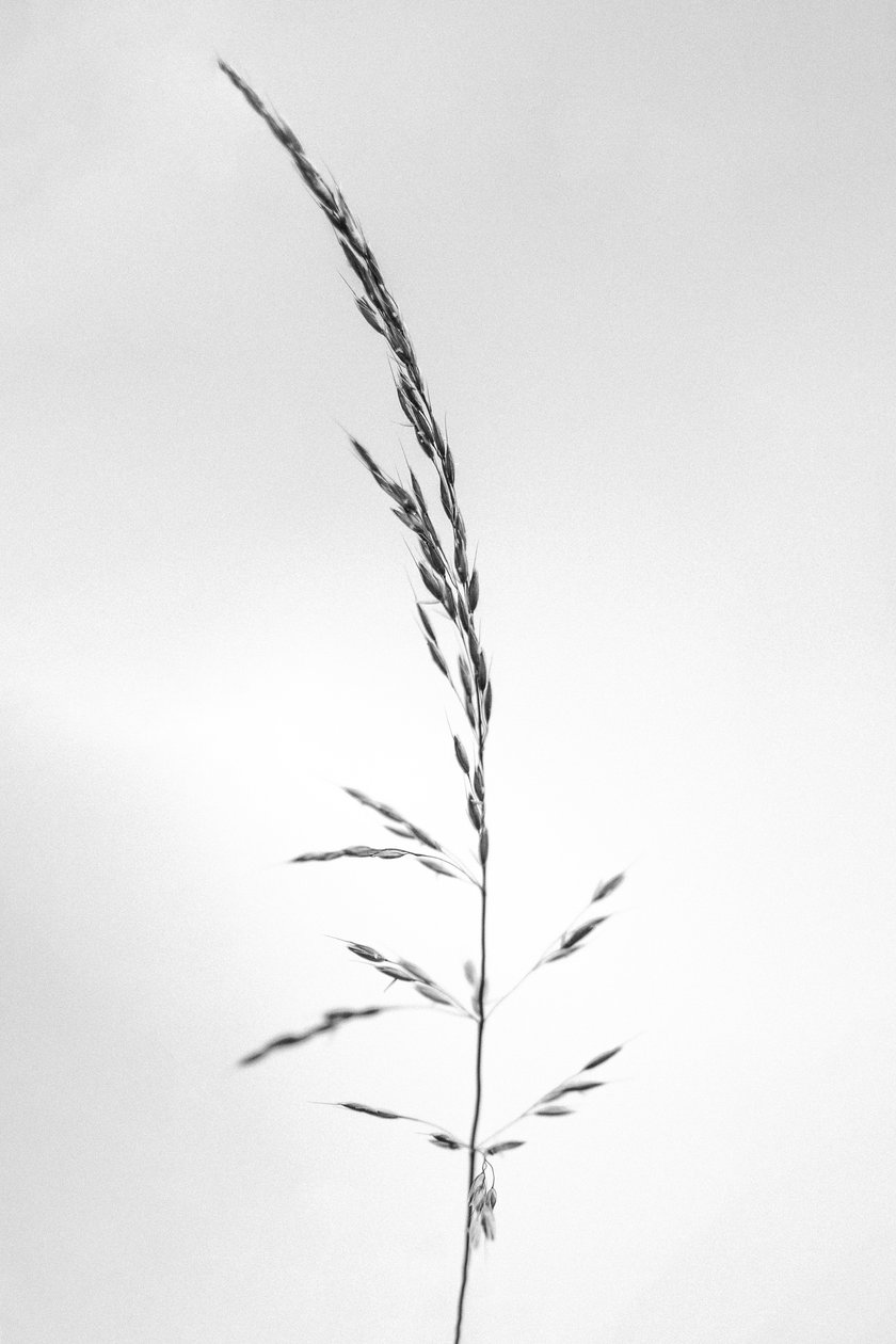 Amid the Flowers 45, 2021 (s/hvitt-bilde) av Teis Albers