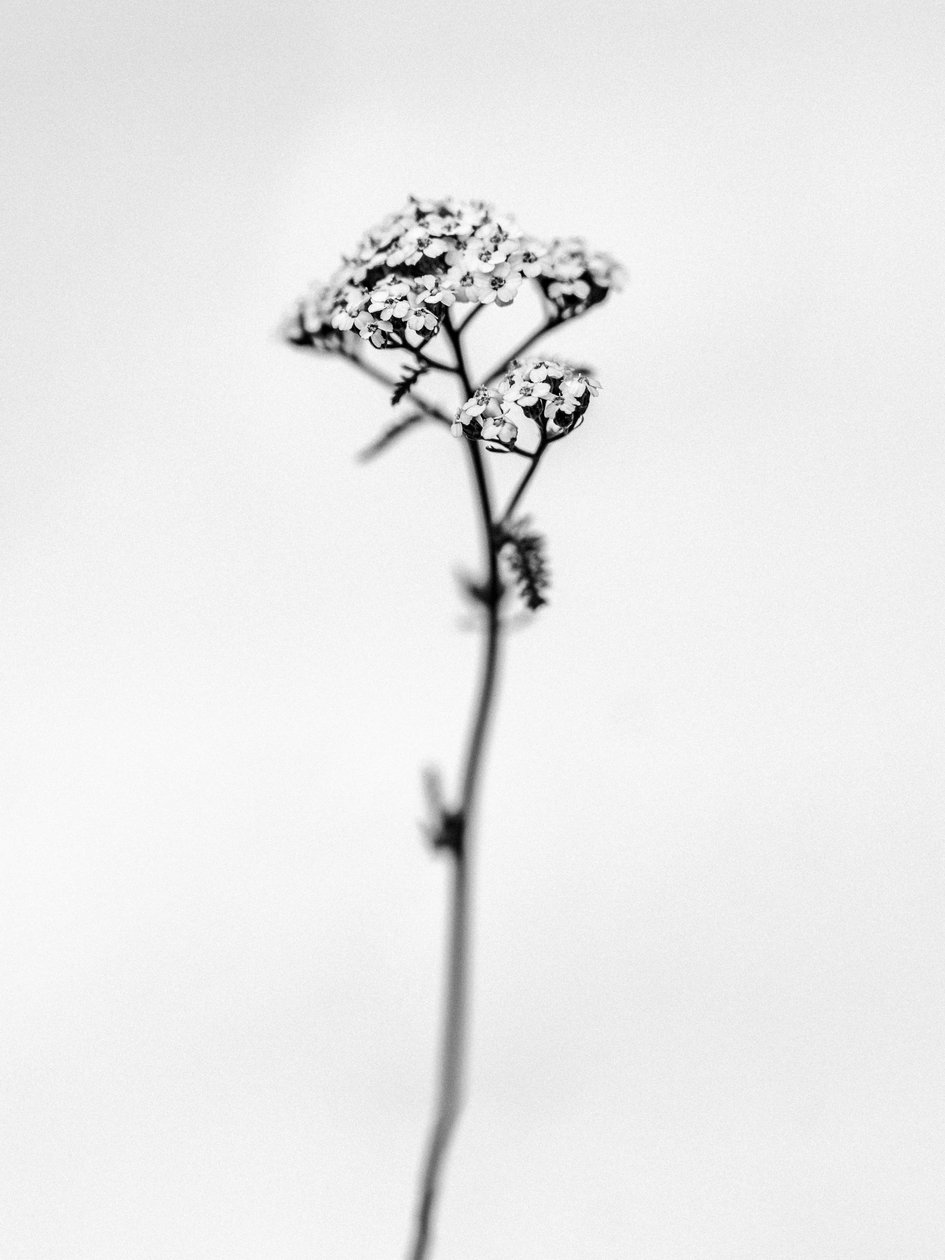 Amid the Flowers 47, 2021 (s/hvitt-bilde) av Teis Albers