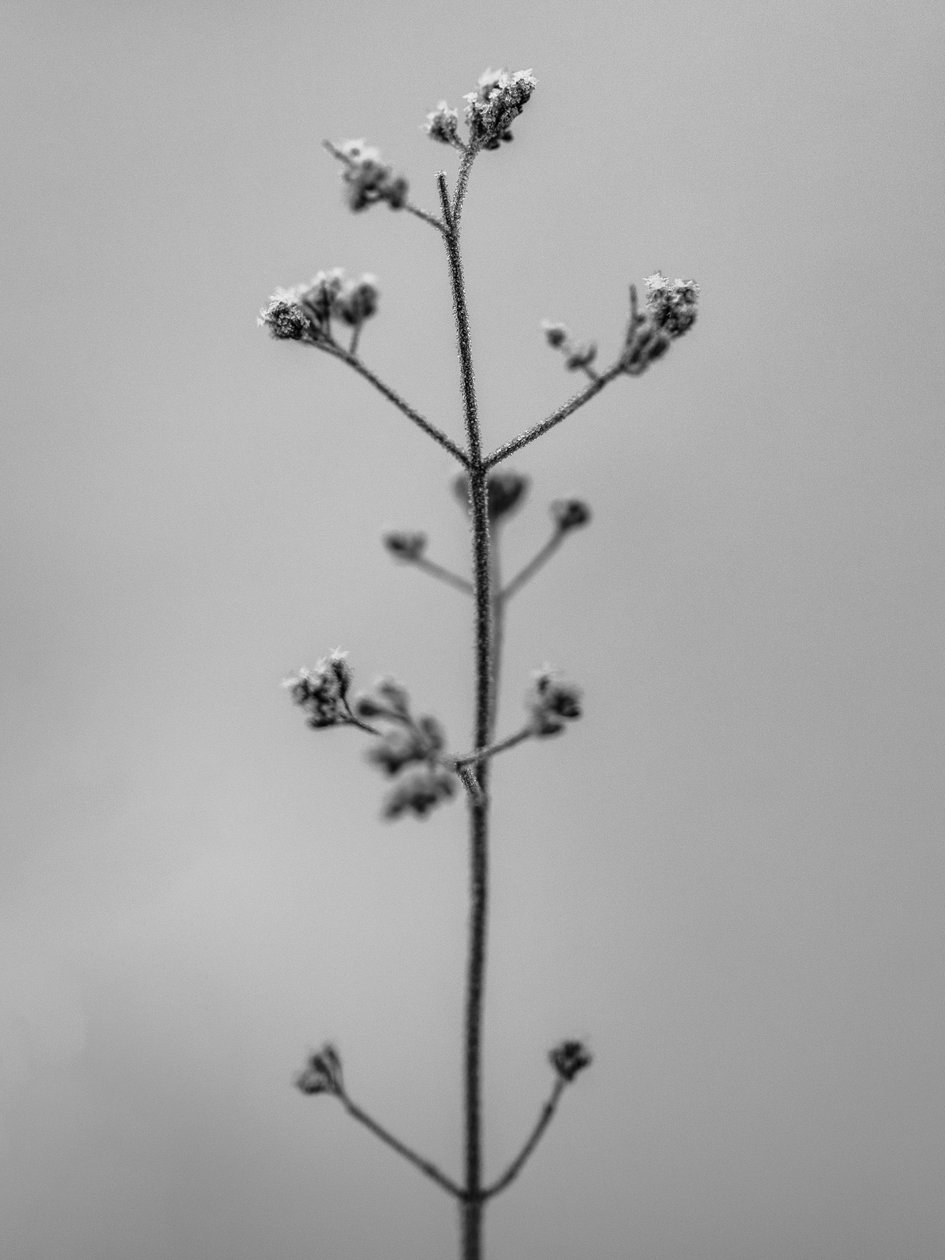 Amid the Flowers 4, 2021 (s/hvitt-bilde) av Teis Albers