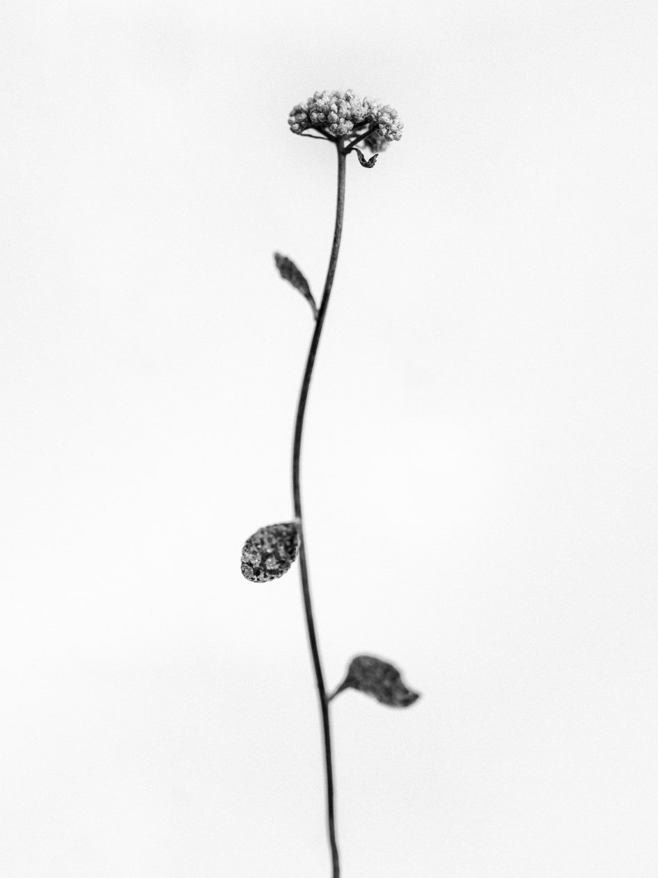 Amid the Flowers 50, 2021 (s/hvitt-bilde) av Teis Albers