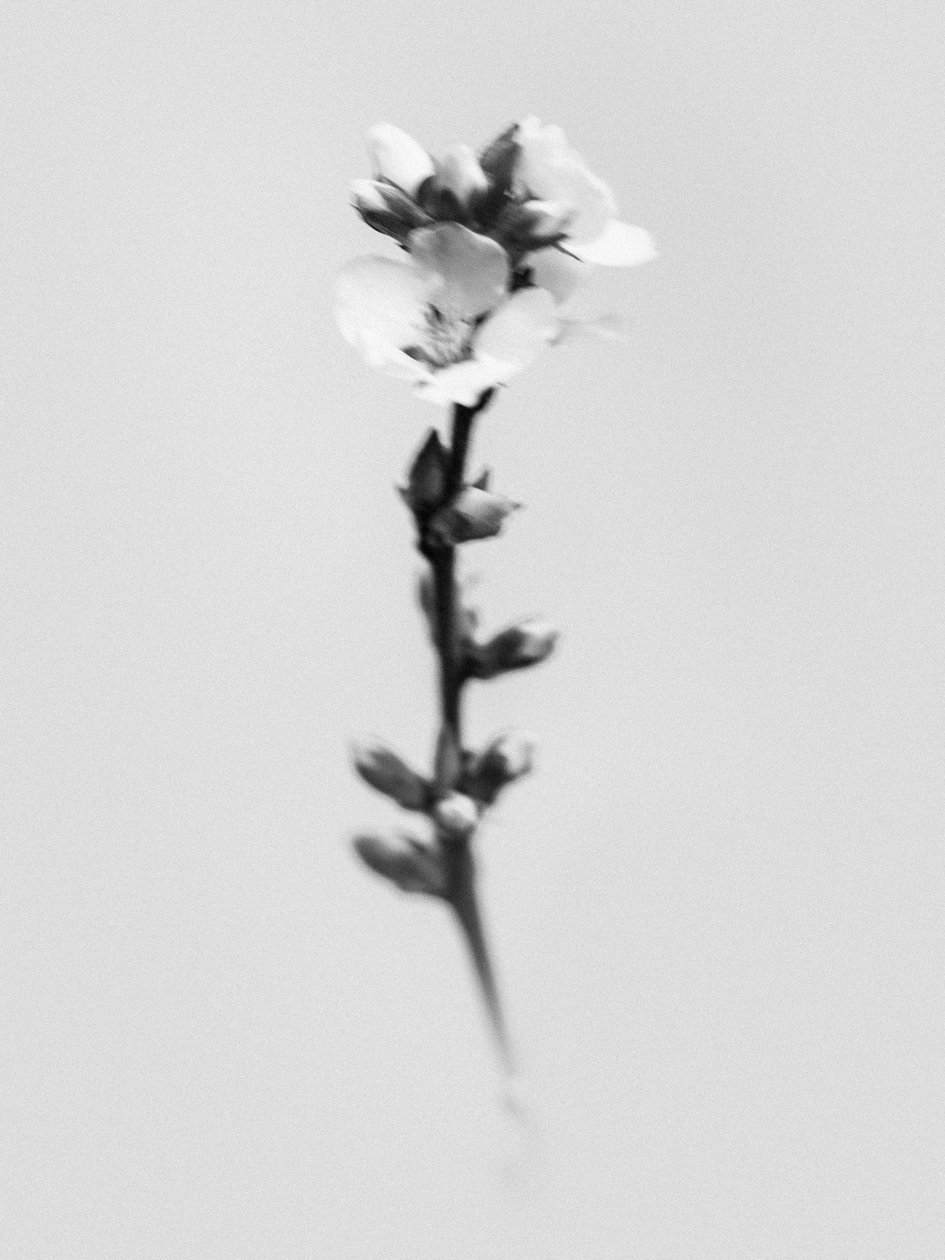 Amid the Flowers 55, 2021 (s/hvitt-bilde) av Teis Albers