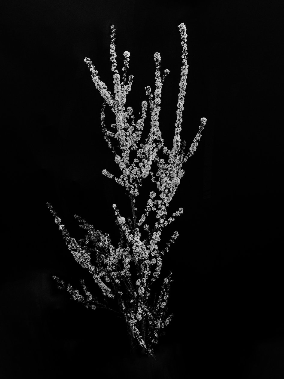 Amid the Flowers 56, 2021 (s/hvitt-bilde) av Teis Albers