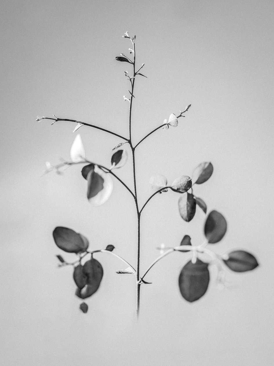 Amid the Flowers 60, 2021 (s/hvitt-bilde) av Teis Albers