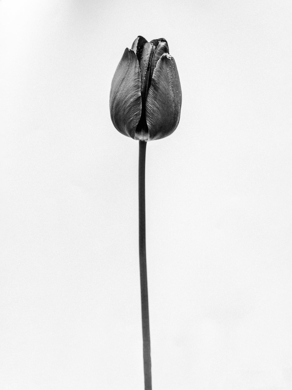 Amid the Flowers 63, 2021 (s/hvitt-bilde) av Teis Albers