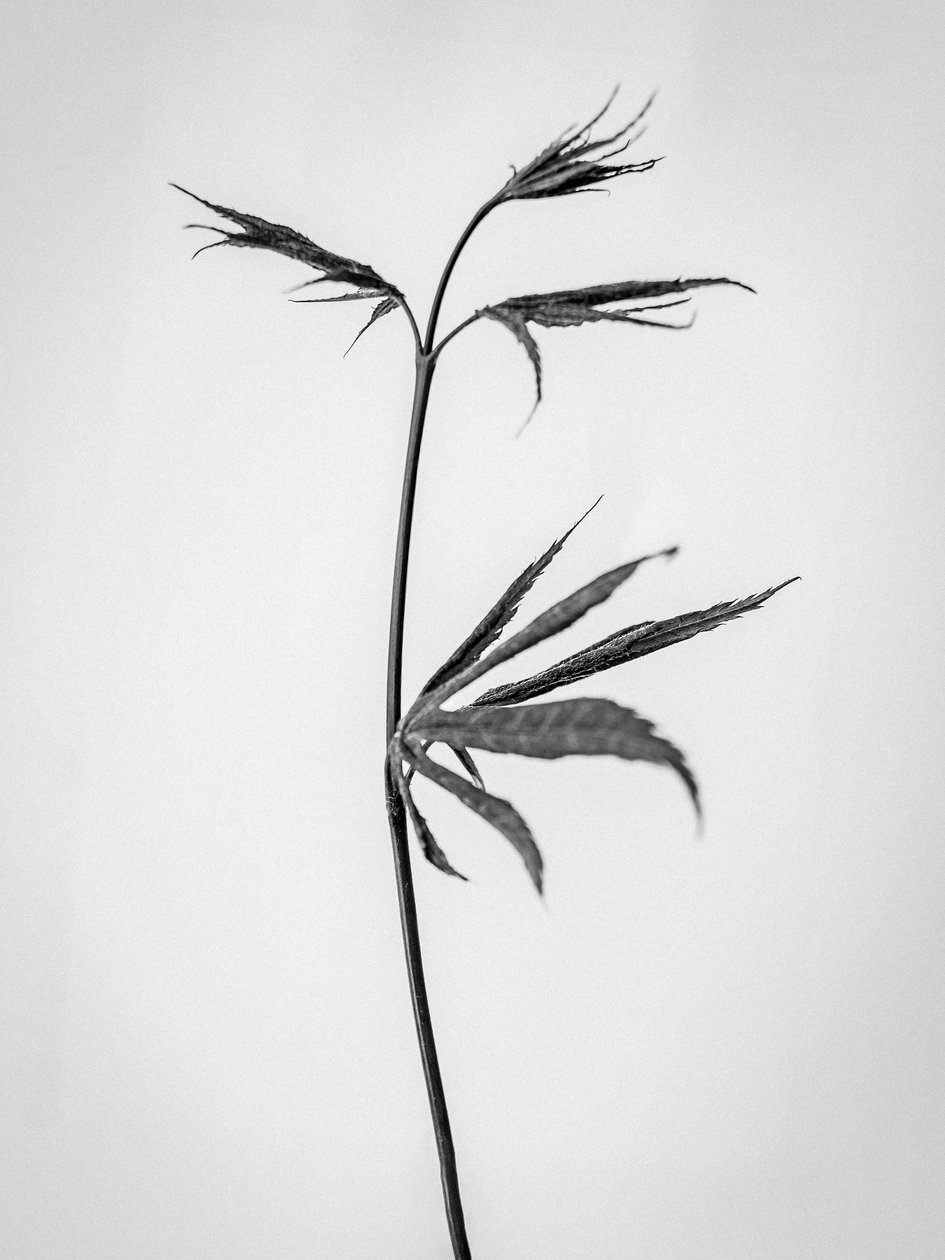 Amid the Flowers 65, 2021 (s/hvitt-bilde) av Teis Albers