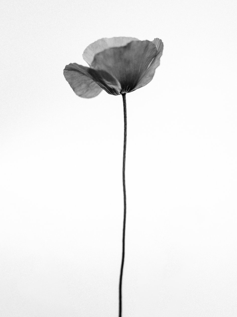 Amid the Flowers 68, 2021 (s/hvitt-bilde) av Teis Albers