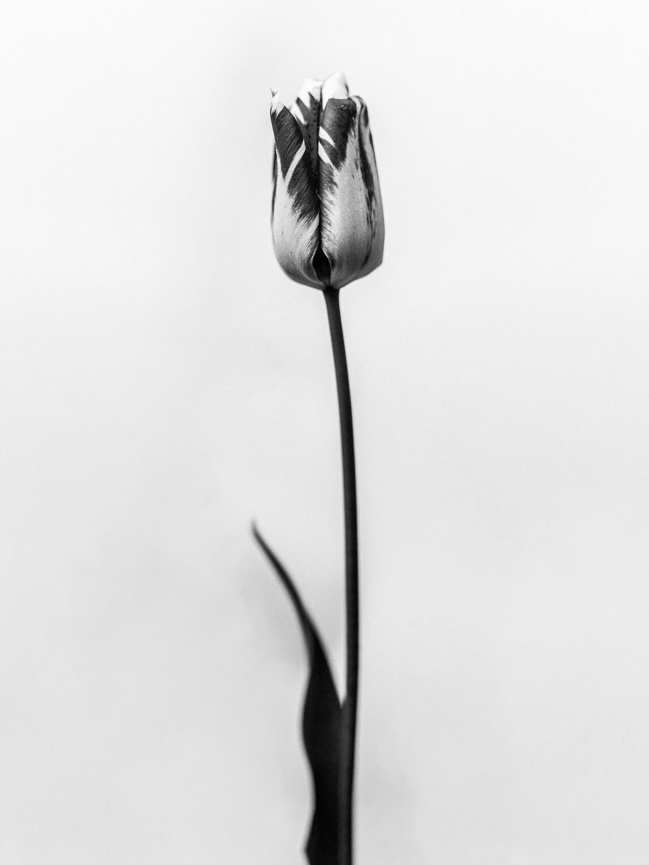 Amid the Flowers 70, 2021 (s/hvitt-bilde) av Teis Albers