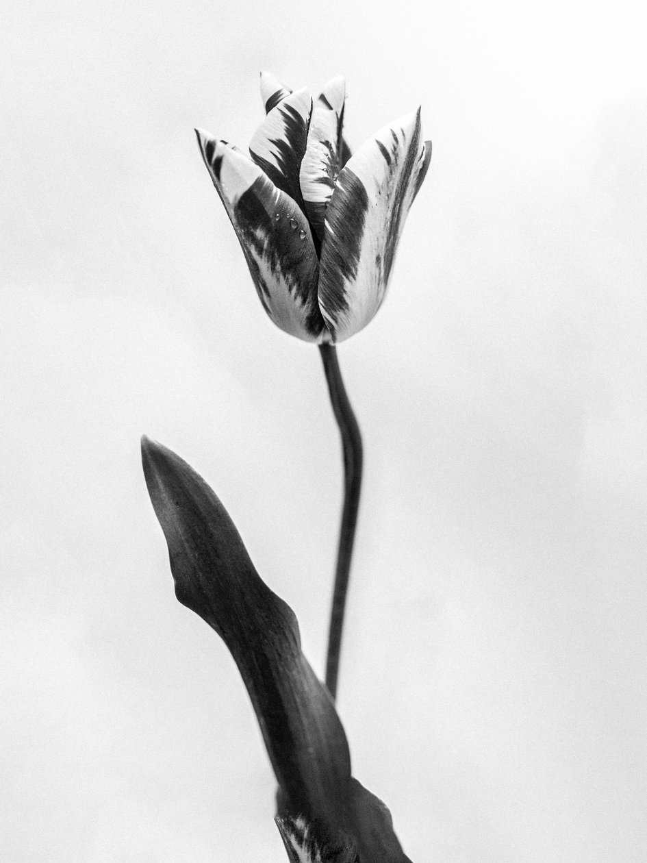 Amid the Flowers 71, 2021 (s/hvitt-bilde) av Teis Albers