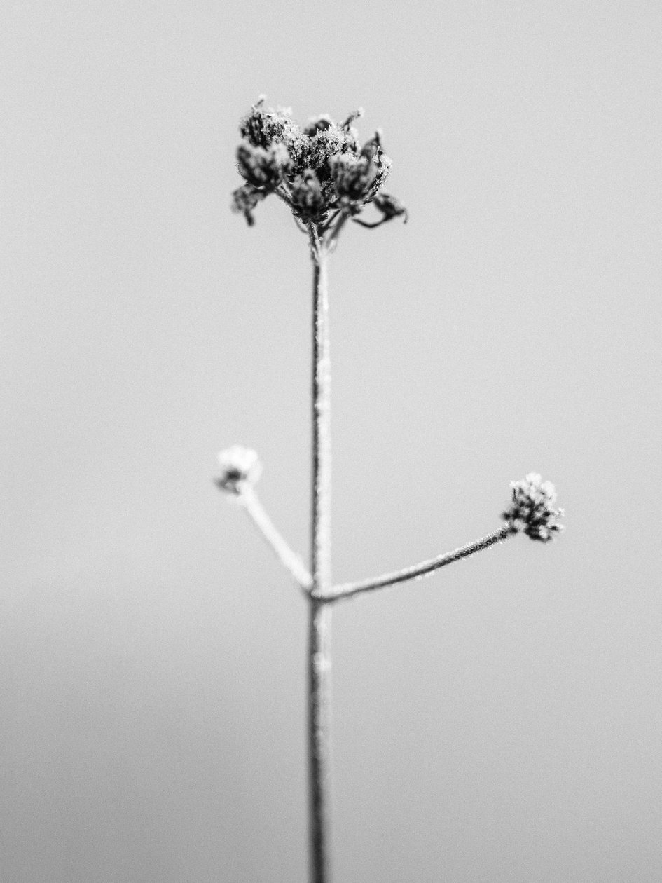 Amid the Flowers 7, 2021 (s/hvitt-bilde) av Teis Albers