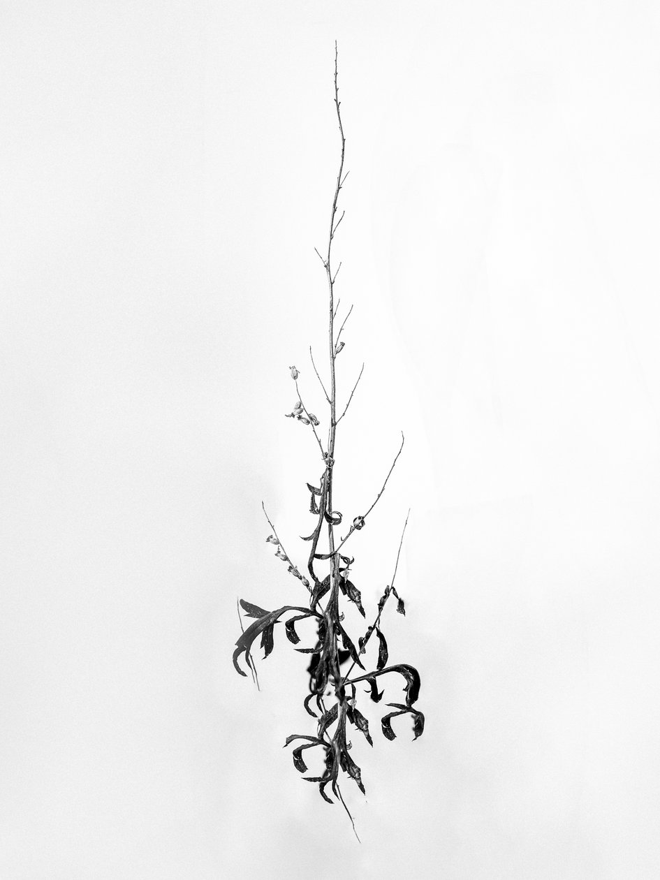 Amid the Flowers 80, 2021 (s/hvitt-bilde) av Teis Albers