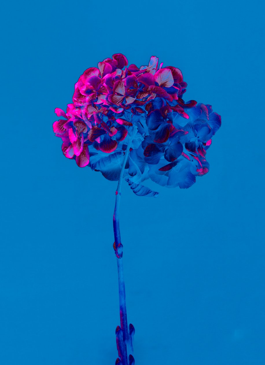 Hortensia 2, 2019 (bilde) av Teis Albers