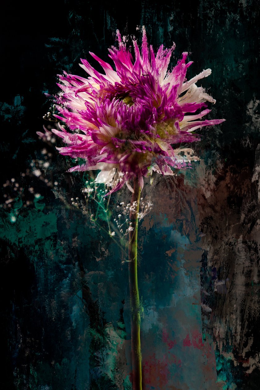 Sugarplum, 2018 (bilde) av Teis Albers