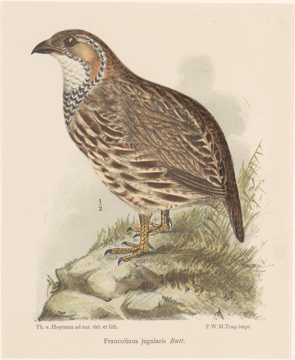 Rapphøne (francolinus jugularis) av Theo van Hoytema