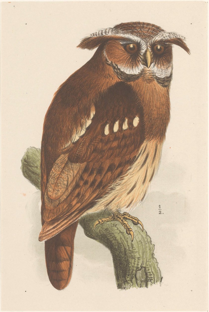 Ugle på en gren (bubo lettii) av Theo van Hoytema
