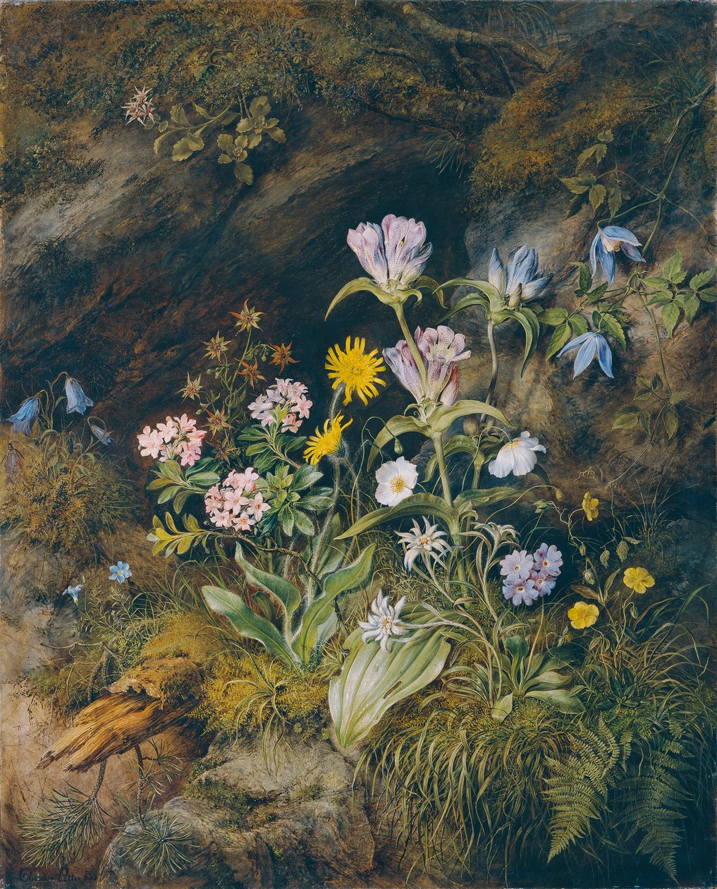 Alpeflora av Theodor Josef Petter