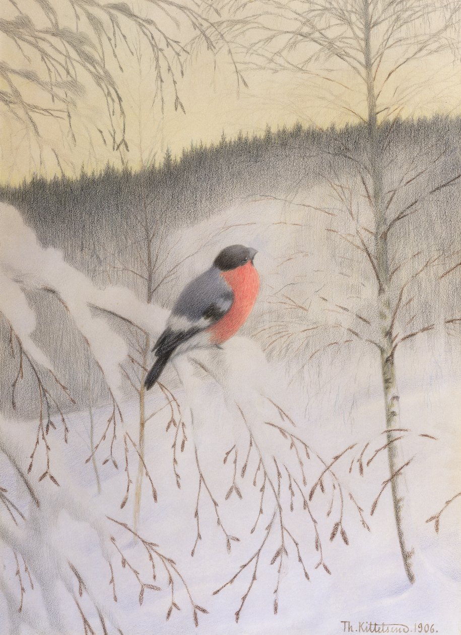 Bullfinch på Frosty Kvist av Theodor Kittelsen