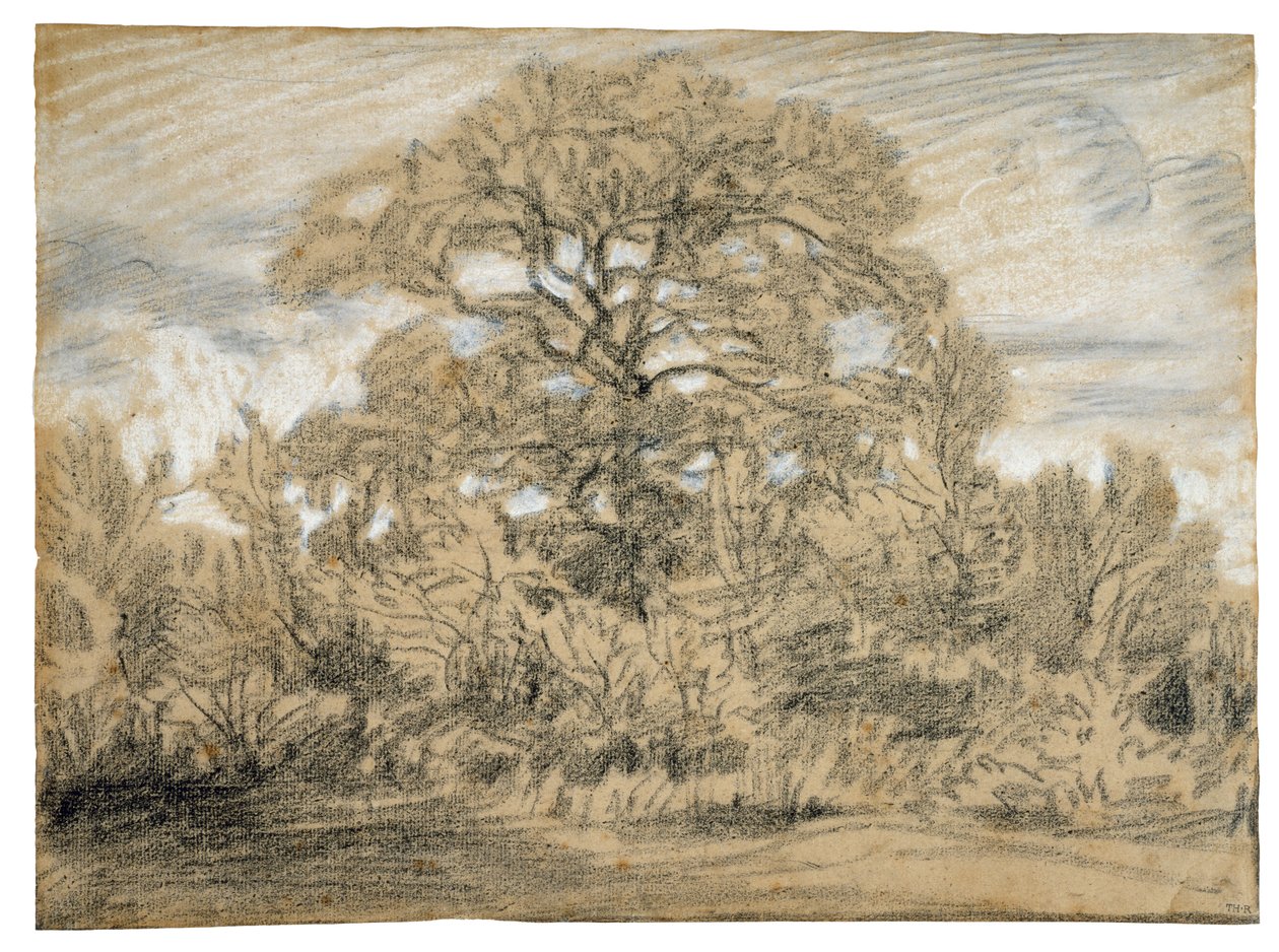 Study of an Oak Tree, ca. 1862 (svart og hvitt kritt på lagt papir) av Pierre Etienne Theodore Rousseau
