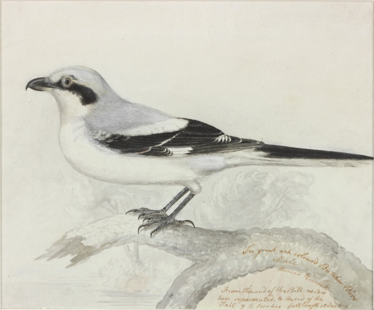 The Great Ash Colored Butcher Bird (blekk) av Thomas Bewick