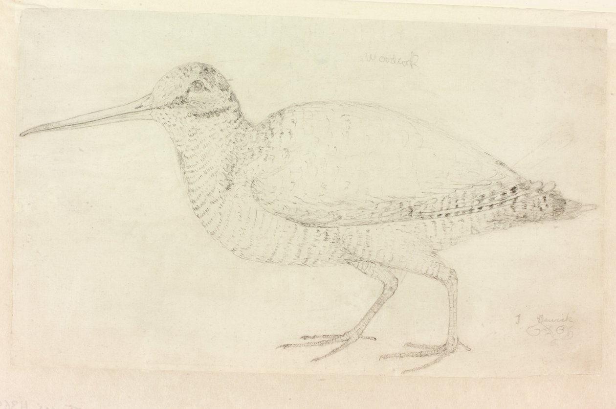 The Woodcock (blyant på papir (på papir)) av Thomas Bewick