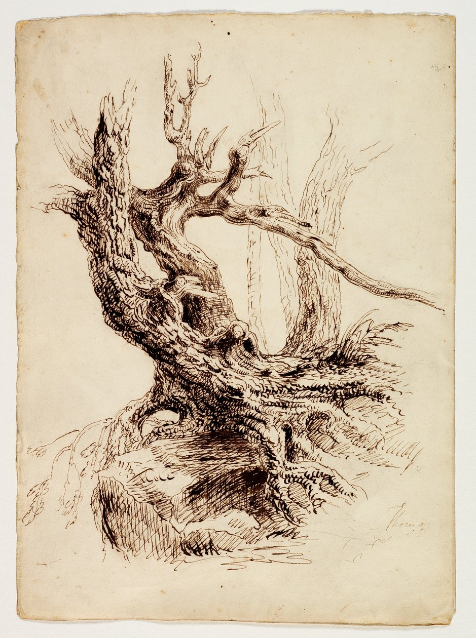 Gnarled Tree Trunk, ca. 1826 (penn og brunt blekk over grafittblyant på kremvevd papir) av Thomas Cole