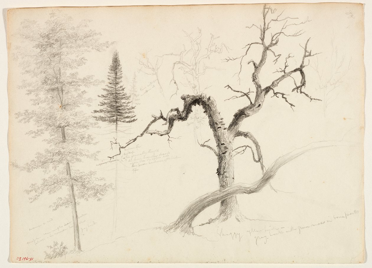 Lønn, balsamgran, furu, shaggy gul bjørk, hvit bjørk, 1828 (grafittblyant på off-white vevd papir) av Thomas Cole